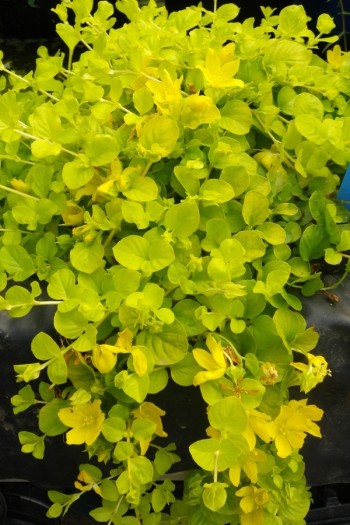 Вербейник монетчастий (жовтолистий)|Lysimachia nummularia ‘Aurea’|Вербейник монетчатый (желтолистный)